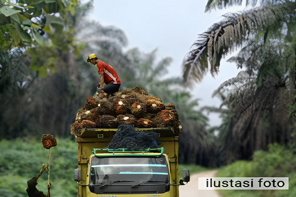 ilustrasi_panen_sawit.jpg